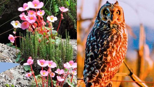 Invitan a fotografiar la naturaleza para ayudar a la ciencia