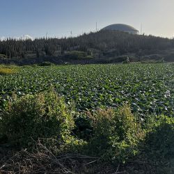 Alto Vista Winery.