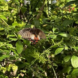 The Butterfly Farm en Aruba.