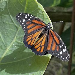 The Butterfly Farm en Aruba.