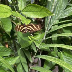 The Butterfly Farm en Aruba.