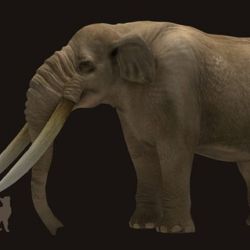 Notiomastodon, un pariente lejano de los elefantes actuales, fue una de las presas preferidas de los primeros pobladores. 