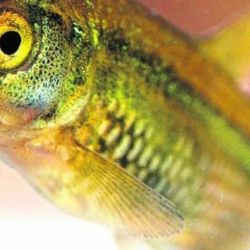 La mojarra desnuda fue descubierta a principios del siglo XX por el ictiólogo Fritz Steindachner, quien le asigna el nombre de mojarra desnuda porque los ejemplares estudiados no poseían escamas. 