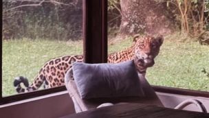 yaguareté libre en el iberá