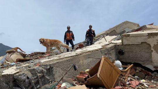 Cómo fue el operativo de la brigada argentina de perros de rescate que ayudó a buscar sobrevivientes en Venezuela