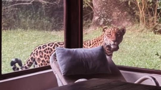 Sorpresa en el Iberá: avistaron a la yaguareté Yasy en la ventana de una estancia