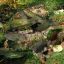 2707_mojarra_desnuda