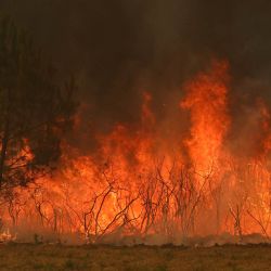 Esta fotografía muestra una zona boscosa envuelta en llamas en Marcheprime, al oeste de Burdeos, mientras un incendio forestal asolaba el bosque al norte de la cuenca de Arcachon (Gironda). El fuego, que ha arrasado la zona alrededor de la cuenca de Arcachon y ahora amenaza las afueras del área metropolitana de Burdeos, ha destruido 42.000 hectáreas de terreno quemado, según anunció la prefectura de Gironda; la prefectura ha evacuado a un total de 220.000 personas desde el 22 de julio. | Foto:ALAIN JOCARD / AFP