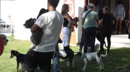 ANIMAL COMUNITARIO