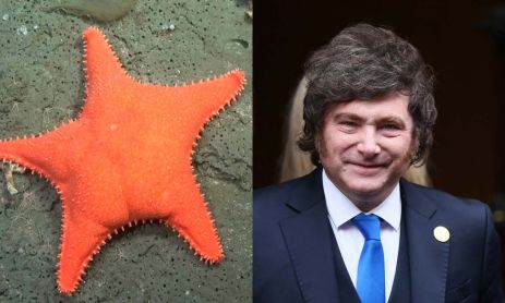 Estrella culona Conicet y Milei 28072026