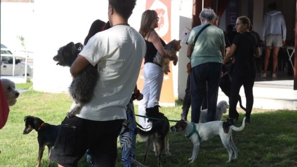 ANIMAL COMUNITARIO