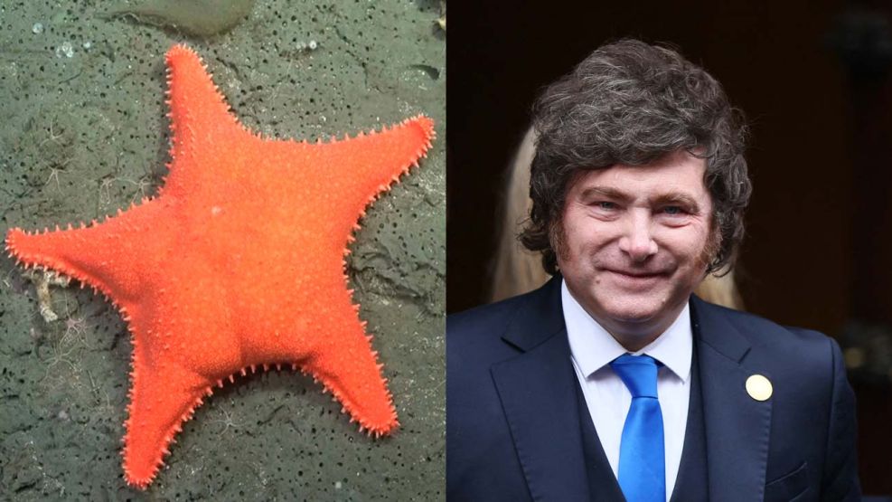 Estrella culona Conicet y Milei 28072026