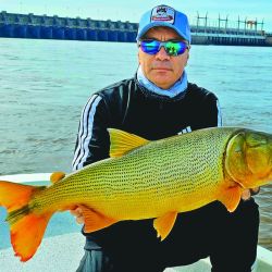 Dorados en Concordia.