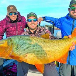 Dorados en Concordia.