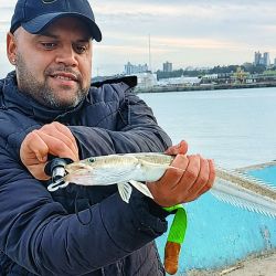 Tanto las escolleras como los frentes de piedra son sectores ideales para la búsqueda del pez palo y la pescadilla. 