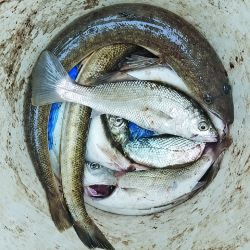 Tanto las escolleras como los frentes de piedra son sectores ideales para la búsqueda del pez palo y la pescadilla. 