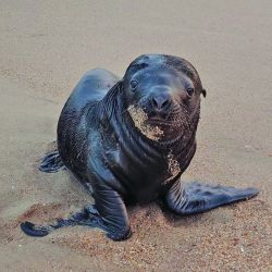 Desde Barra de Valizas, dos senderos permiten llegar a pie hasta Cabo Polonio entre playas vírgenes, médanos móviles, monte nativo y vistas abiertas al Atlántico.