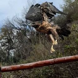 Entre otros, fueron liberados un oso melero, dos águilas moras, cinco gatos monteses, un zorro gris y 44 aves paseriformes.