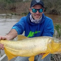 La combinación de temperatura y movimiento del agua generó condiciones muy favorables para la actividad de los grandes depredadores del Paraná.
