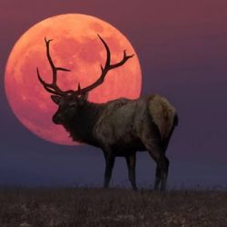 La Luna del Ciervo es uno de los fenómenos astronómicos más esperados del año.