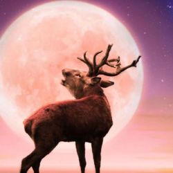Si bien no se requiere ningún equipo especializado, el uso de binoculares o un telescopio permite ver detalles espectaculares como cráteres o relieves.