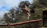 Así liberaron a decenas de animales silvestres en una zona rural cordobesa