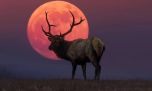 Luna del Ciervo 2026: ¿a qué hora y dónde podrá disfrutarse en la Argentina?