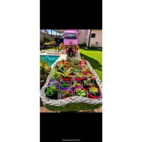 Vivero en casa, un rincón que crece conmigo