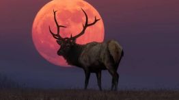 2907_LUNA CIERVO