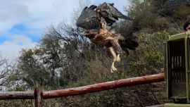 Entre otros, fueron liberados un oso melero, dos águilas moras, cinco gatos monteses, un zorro gris y 44 aves paseriformes.