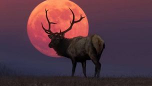 2907_LUNA CIERVO