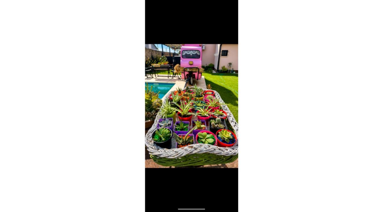 Vivero en casa, un rincón que crece conmigo