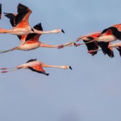 La ONG impulsa la conservación a través de la educación, los Clubes de Observadores de Aves y la creación de nuevas áreas protegidas, destacando el Parque Nacional Patagonia.