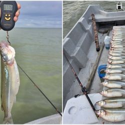 La experiencia dejó una conclusión muy clara para quienes planeen visitar la Salada Grande en los próximos días. Actualmente no conviene "pasear" la laguna buscando el pescado. Por el contrario, resulta mucho más efectivo realizar garetes cortos o permanecer anclado, esperando que el cardumen llegue al sector elegido.