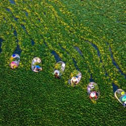 Agricultores cosechan castañas de agua en un estanque en la comunidad de Zhangjiayuan, en Taizhou, provincia de Jiangsu, al este de China. | Foto:CN-STR / AFP
