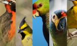 Aves Argentinas celebra sus 110 años volando bien alto en la protección de la biodiversidad