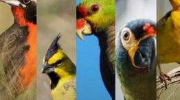 3007_aves argentinas