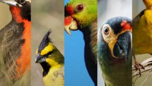 3007_aves argentinas