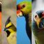 3007_aves argentinas
