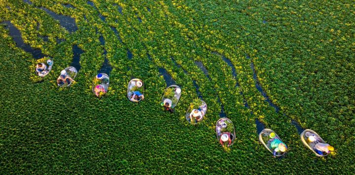 Agricultores cosechan castañas de agua en un estanque en la comunidad de Zhangjiayuan, en Taizhou, provincia de Jiangsu, al este de China.