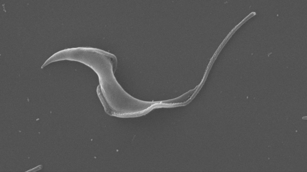Herramienta bioinformática para descifrar el complejo genoma del Chagas