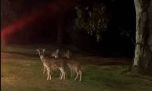 Sorpresa por ciervos sueltos cerca del Parque Pereyra Iraola