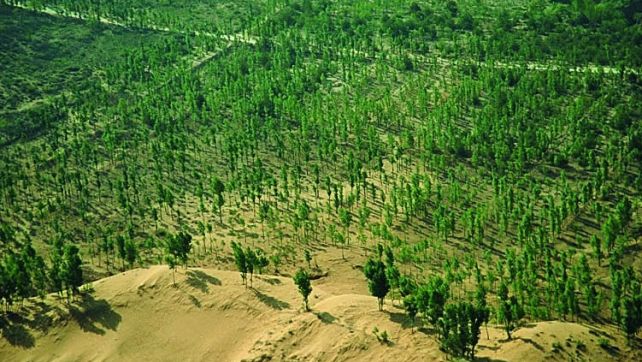 China comenzó a construir una "gran muralla verde": preocupan las alergias respiratorias.  