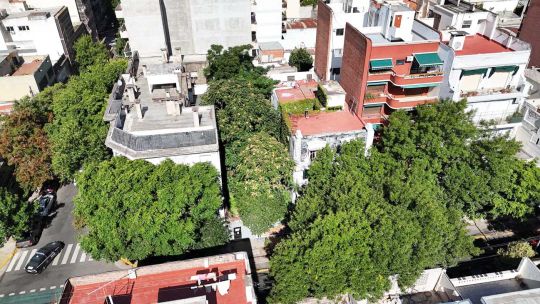 El bosque oculto del barrio de Almagro que los vecinos quieren salvar antes de que sea tarde