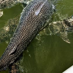 El surubí pintado es uno de los peces de agua dulce más apreciados por la pesca deportiva debido a su tamaño, fuerza y capacidad de combate.