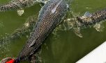 Anuncian veda de pesca del surubí en un tramo del río Uruguay