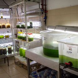 Los investigadores ahora esperan con gran expectativa el próximo período reproductivo, previsto entre noviembre y diciembre. El objetivo será repetir el protocolo desarrollado durante este ciclo e incrementar considerablemente la cantidad de juveniles obtenidos. 
