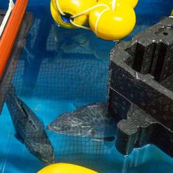 Los investigadores ahora esperan con gran expectativa el próximo período reproductivo, previsto entre noviembre y diciembre. El objetivo será repetir el protocolo desarrollado durante este ciclo e incrementar considerablemente la cantidad de juveniles obtenidos. 