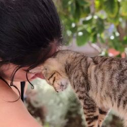 Los voluntarios ayudan a socializar a los gatitos que van a ser adoptados.