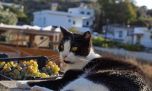 Buscan voluntarios para vivir gratis en una paradisíaca isla de Grecia a cambio de cuidar gatos